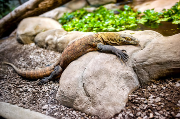 Komodo dragon in natural environment sitting on a rock,