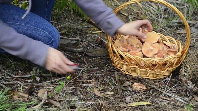 Picking pine mushrooms