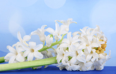 White hyacinth on table on bright background