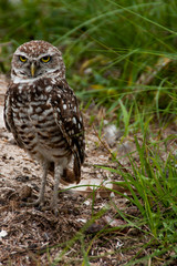 Burrowing Owl Near Nest Cape Coral Florida