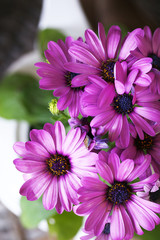 Flowers in  pots, close-up