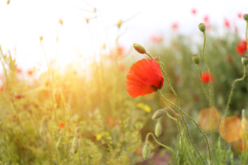Poppy flowers, outdoors © Africa Studio