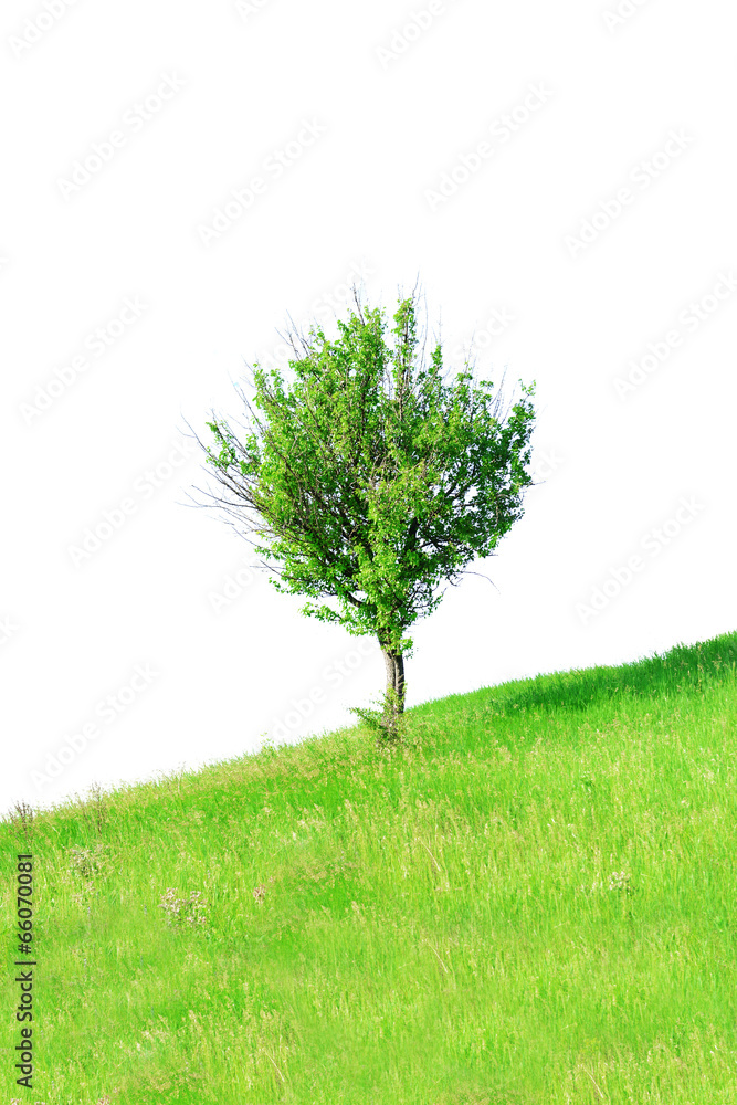 Sticker Lone tree in field