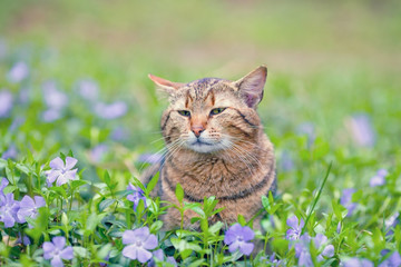 Naklejka na ściany i meble Cute cat walking on the periwinkle lawn