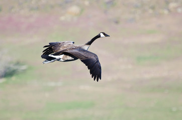 Flying with the Geese