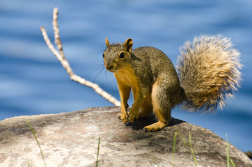 Cute Little Squirrel Resting on a Rock