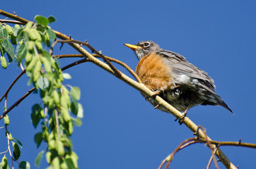 American Robin Perched on a Branch