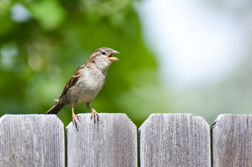 House Sparrow Singing on the Backyard Fence