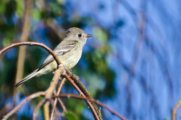 Gray Flycatcher Perched on a Branch in a Tree