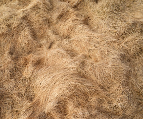 Hay texture background