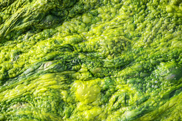 High detailed texture of ulva alga