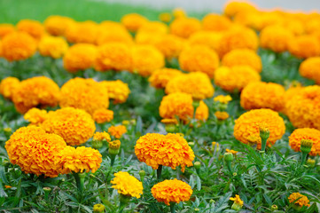 Orange flowers