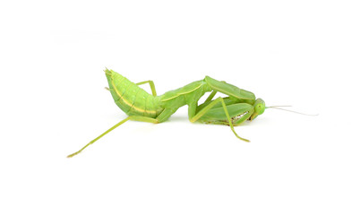Green mantis isolated on a white background