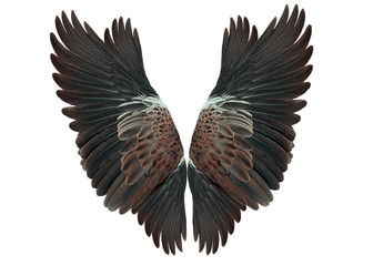 Pinion on the sprawling white