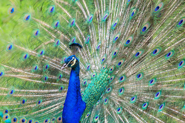 Obraz premium Beautiful peacock tail