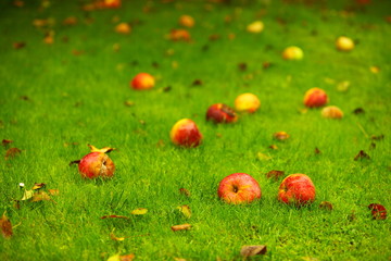 Autumn background, red apples on ground in garden