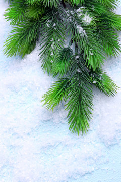 Christmas fir tree on light background © Africa Studio