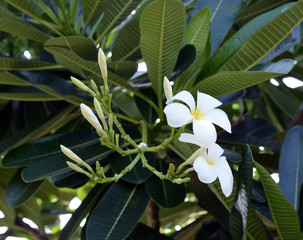 Fototapeta na wymiar white and yellow frangipani flowers with leaves in background
