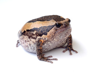 bullfrog isolate on white background