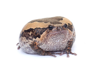 bullfrog isolate on white background