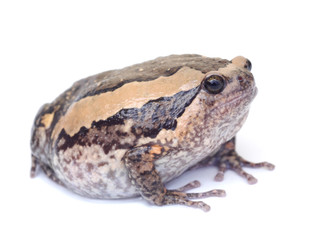 bullfrog isolate on white background