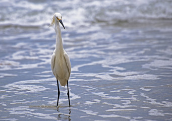 Snowy Egret