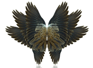 Bird wings isolated on white background