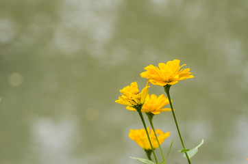 Cosmos sulphureus flower