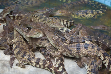 Crocodile , The Alligator