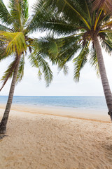 Beach coconut palm trees