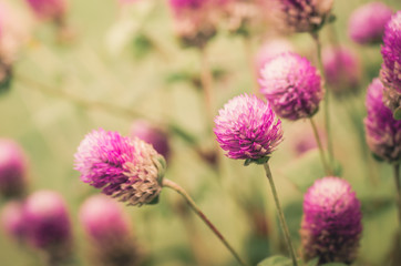 Globe Amaranth or Bachelor Button flower vintage