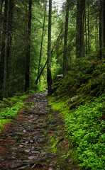 Obraz premium Mysterious forest path