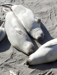 Elephant Seals, California Coast