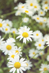Fototapeta premium camomile