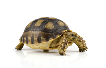 Fototapeta premium turtle
