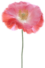 Fototapeta premium poppy