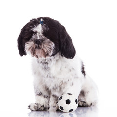 shih tzu on a white background