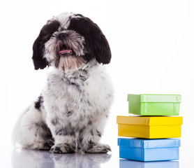 shih tzu on a white background