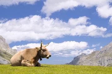 Tudanca cow.