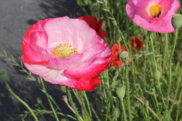 Coquelicots roses