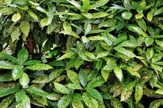 Cherry Laurel - Taflan