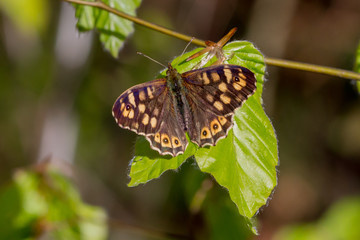 Schmetterling im Wald