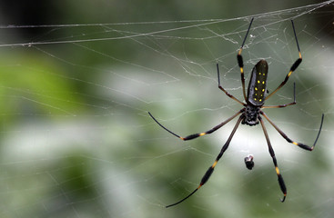 Golden Orb spider