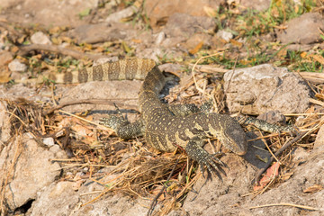 Monitor Lizard with focus on head