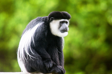 Singe Colobe - Colobus guereza - en portrait