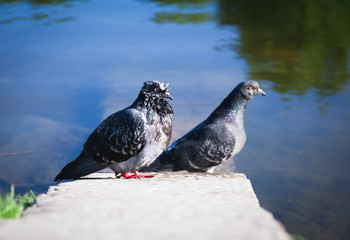Two pigeons
