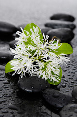 Obraz na płótnie Canvas Still life with Zen stones and white flower with leaf
