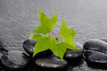 Wet Zen Spa Stones with spring Green ivy