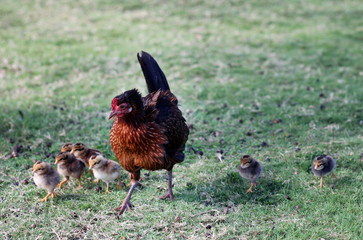 Hurricane Iniki Chickens