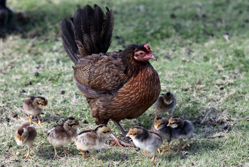Hurricane Iniki Chickens